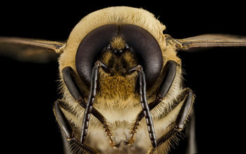 Honeybee drone, m, face, MD, pg county_2014-06-19-17.49.09 ZS PMax - Free image #282831