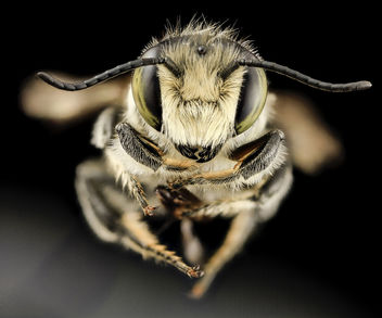 Megachile mendica, m, fade, md aleghany county_2014-06-15-16.47.58 ZS PMax - Free image #282851