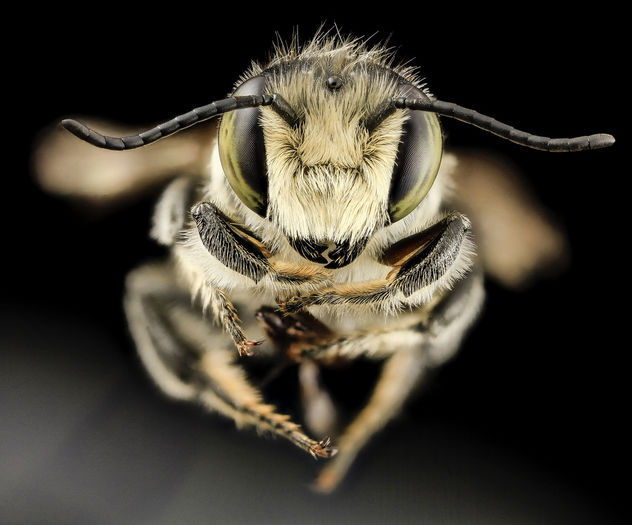 Megachile mendica, m, fade, md aleghany county_2014-06-15-16.47.58 ZS PMax - image #282851 gratis