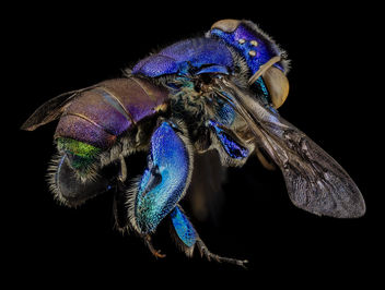 orchid bee green butt, side, guyana_2014-06-17-18.35.26 ZS PMax - Kostenloses image #282861