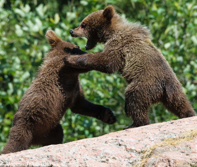baby bears playing in the sun - image #283011 gratis