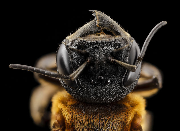 Megachile sculpturalis, f, face, md, kent county_2014-07-21-17.11.43 ZS PMax - бесплатный image #283031