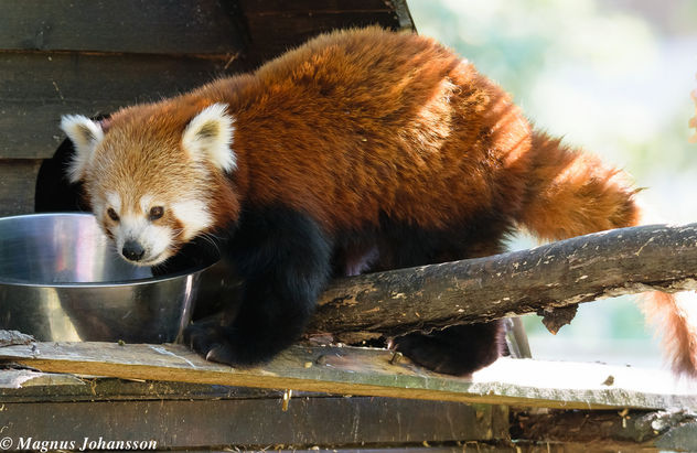 Red Panda. So cute - image #283101 gratis