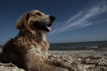 The dog and its Black Sea - бесплатный image #283111