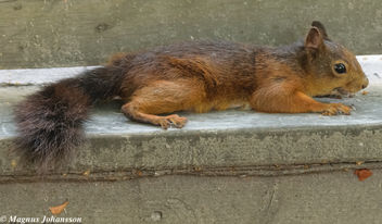 Cutie squirrel - Free image #283121
