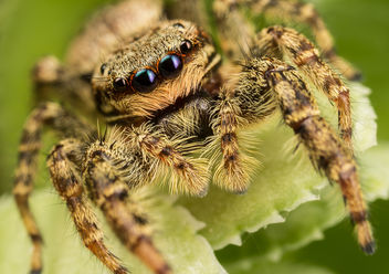 Jumping Spider - Free image #283191