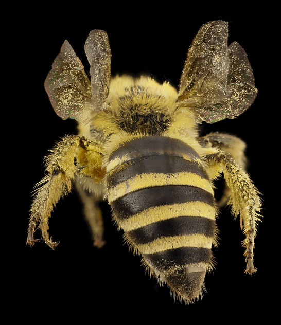 Colletes hederae, f, country unk, angle_2014-08-09-17.54.27 ZS PMax - бесплатный image #283251