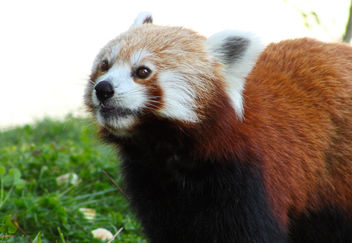 Red Panda - Kostenloses image #283291