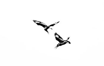 Feeding, Pied Kingfishers, Uganda - бесплатный image #283311