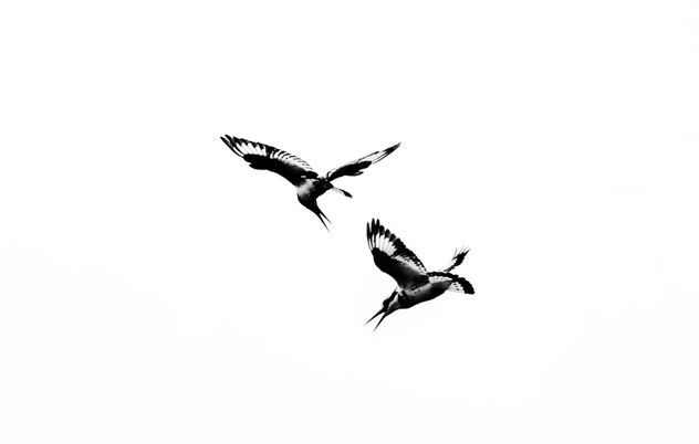 Feeding, Pied Kingfishers, Uganda - image gratuit #283311 