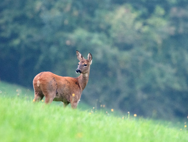 Roe Deer, Cotswolds, Gloucestershire - Free image #283401
