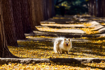 Pomeranian dog - image #283421 gratis