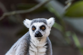 lemur at Skansen - image #283461 gratis