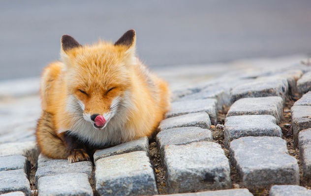 Foxes of Island Beach State Park New Jersey - бесплатный image #283491
