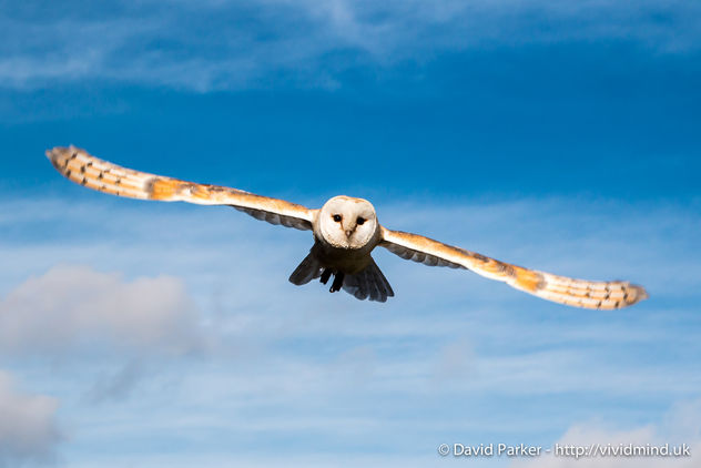 Owl in flight - image #283591 gratis