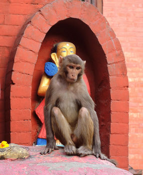 Kathmandu-A monkey resting at Monkey Temple - бесплатный image #283661