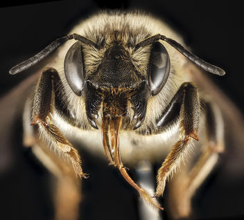 Megachile montenegrensis, M, Face, Greece, Aegean Islands, Lesvos, Mytilene_2015-02-12-15.44.02 ZS PMax - бесплатный image #283671