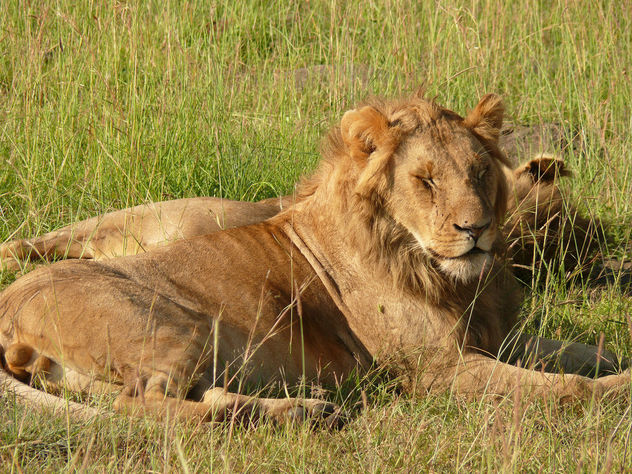 Sleepy head in the Mara ! - бесплатный image #283681