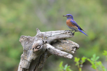 Mountain Bluebird (Sialia curricoides) - image #283741 gratis