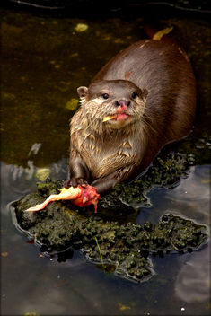 Feeding time for the otters at Five Sisters Zoo - image #283951 gratis