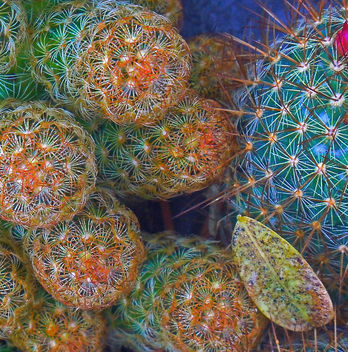cactus abstract - Kostenloses image #284071