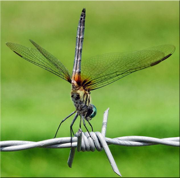 Dragon fly by wire - image gratuit #284281 