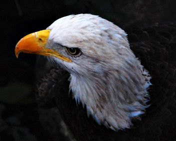 eagle - бесплатный image #284331
