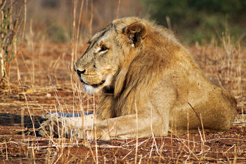 Lion: Panthera leo - Free image #284691