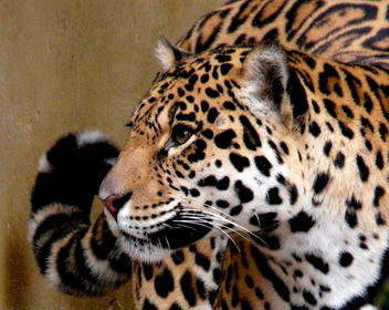 yaguara / jaguar / Panthera onca - бесплатный image #284891