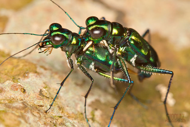 Rendezvous of Emerald Tiger Beetles - image #285471 gratis
