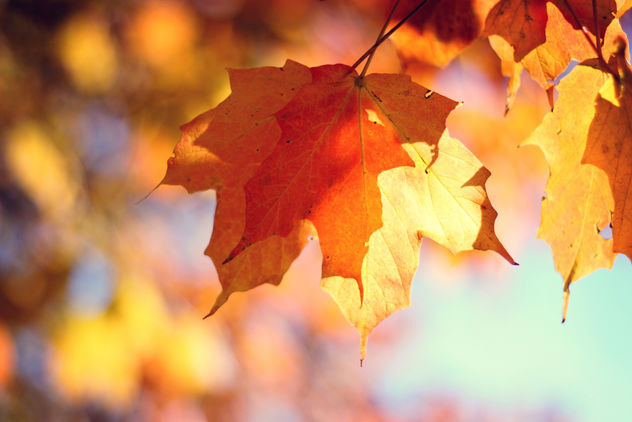 Autumn is here! - image #285501 gratis