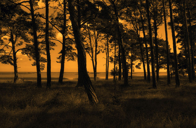 Gotland forest - Kostenloses image #285511