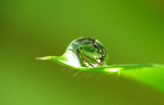 A drop of leaves on a leaf - Free image #285651