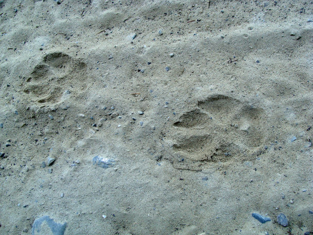 Tracking wolves with National Geographic - Kostenloses image #286001
