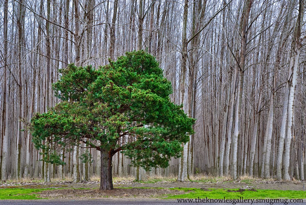 Lone Pine in a tree Farm - image #286191 gratis