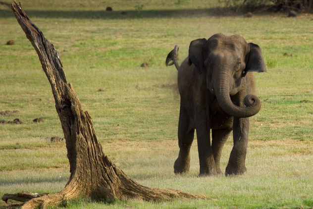 Charging Elephant @ Kabini Forest - бесплатный image #286411