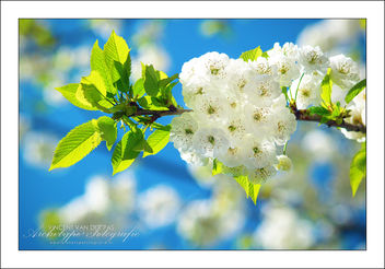 Bright Blossom - image #286441 gratis