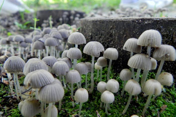 Magic Mushrooms - Free image #286491