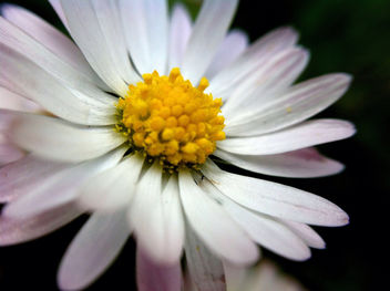 Flower Close Up In Darkness - бесплатный image #286601