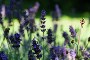 Lavender - image #286641 gratis