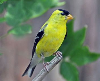 Goldfinch - Free image #286661