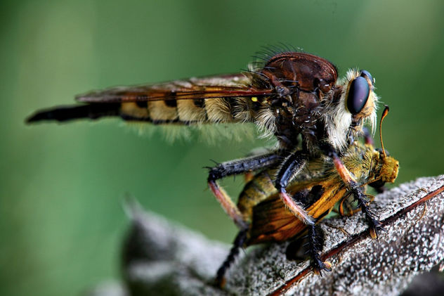 robberfly - Kostenloses image #286811