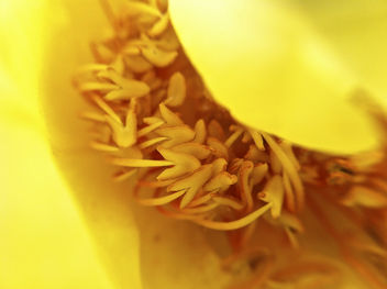 A Yellow Flower In Sunlight - бесплатный image #286821