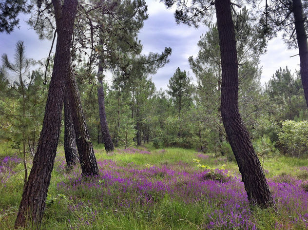 French Forest In The Summer - image gratuit #286851 