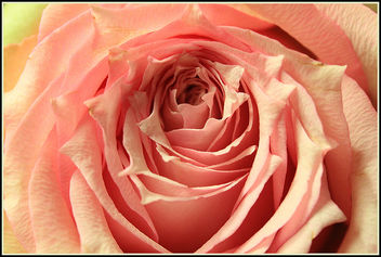 A rose - Kostenloses image #287161
