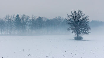 Misty field - image #287341 gratis