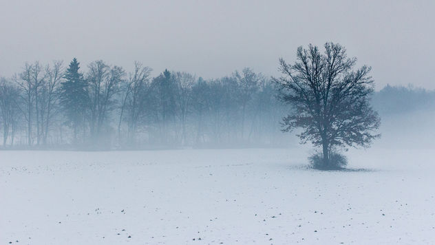 Misty field - Free image #287341