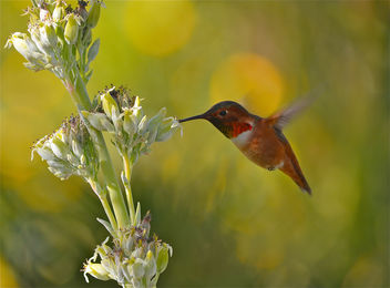 Rufous Hummingbird 2 - image gratuit #287471 