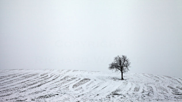 Snowy Tree - Kostenloses image #287591