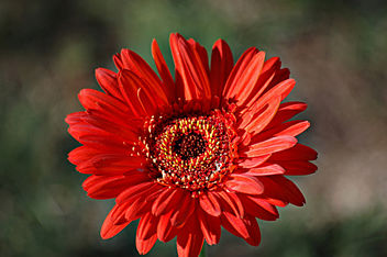 Red Gerbera Daisy Flower - image gratuit #287701 